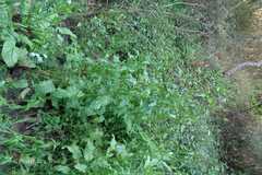 Veronica anagallis-aquatica